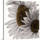 "White Softness" Wrapped Canvas Art Print, 16"x16"x1.5"