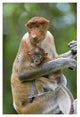 "Proboscis Monkey female holding two month old baby, Sabah" Paper Art, 26"x38"