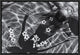 "Frangipani Tree" Framed Canvas Giclee by Gloria Salgado Gispert, 19x13"