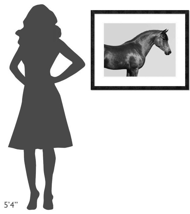 "Orpheus, Arab Horse" Framed Digital Print by Pangea Images, 32x26"