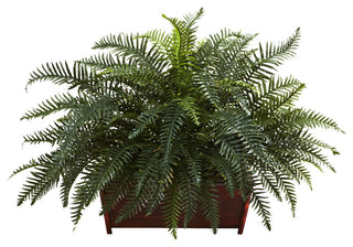Front-facing full view of River Fern in wood planter on a pure white background; no text or diagrams.