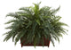 River Fern With Wood Planter, Green