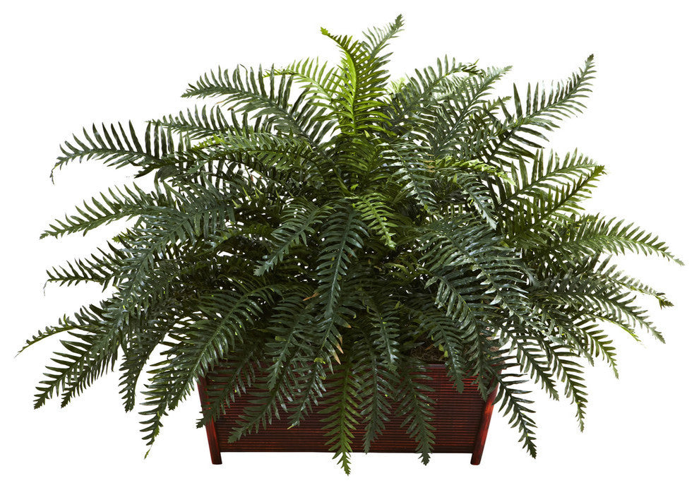 Front-facing full view of River Fern in wood planter on a pure white background; no text or diagrams.