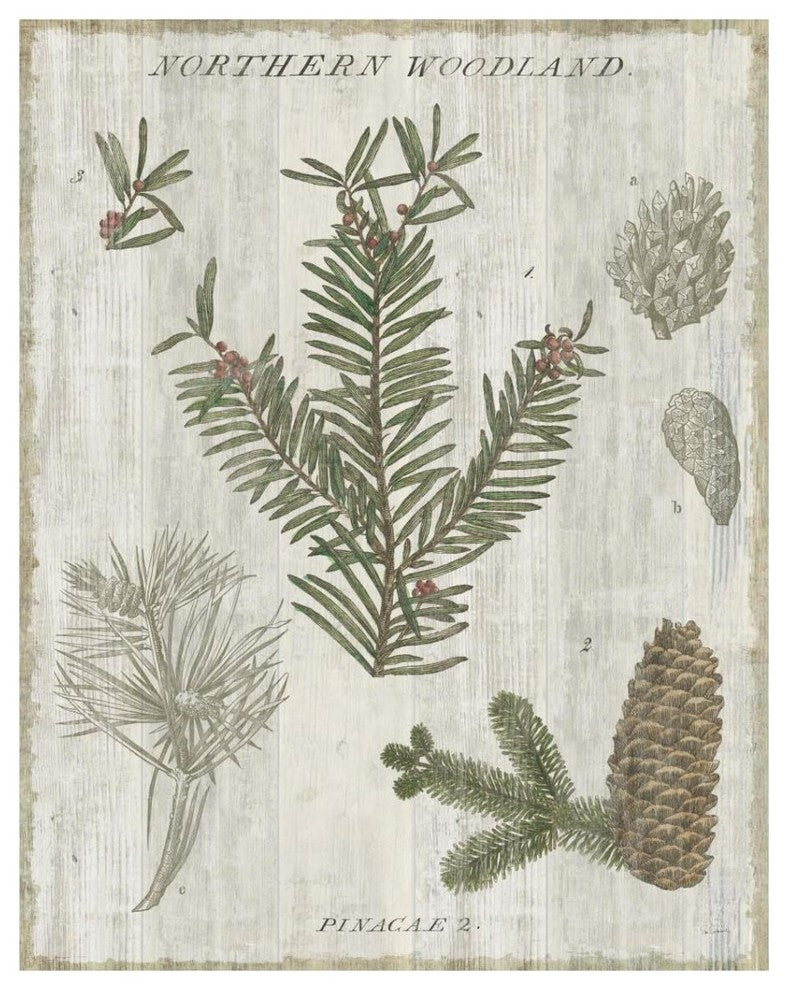 "Woodland Chart II" Digital Paper Print by Sue Schlabach, 30"x37"