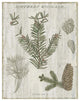 "Woodland Chart II" Digital Paper Print by Sue Schlabach, 30"x37"