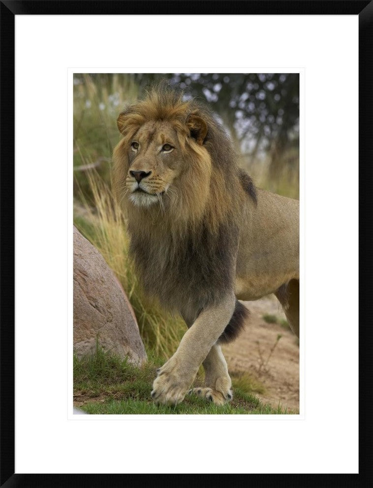 "African Lion male portrait, native to Africa"  by San Diego Zoo, 20x26"