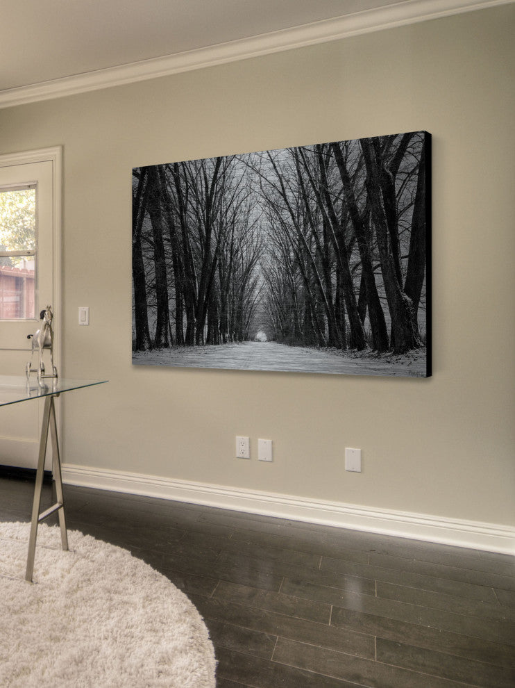 "Rows of Trees" Print on Brushed Aluminum, 60"x40"