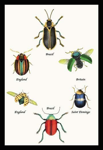 Beetles of Brazil, Britain, England and Saint Domingo #1