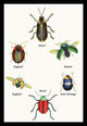Beetles of Brazil, Britain, England and Saint Domingo #1