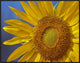"Common Sunflower flower, North America"  by Tim Fitzharris, 33x25"