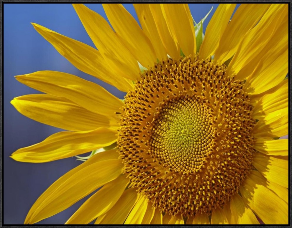 "Common Sunflower flower, North America"  by Tim Fitzharris, 33x25"