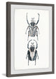 "Beetle Duo" Framed Painting Print, 12"x18"