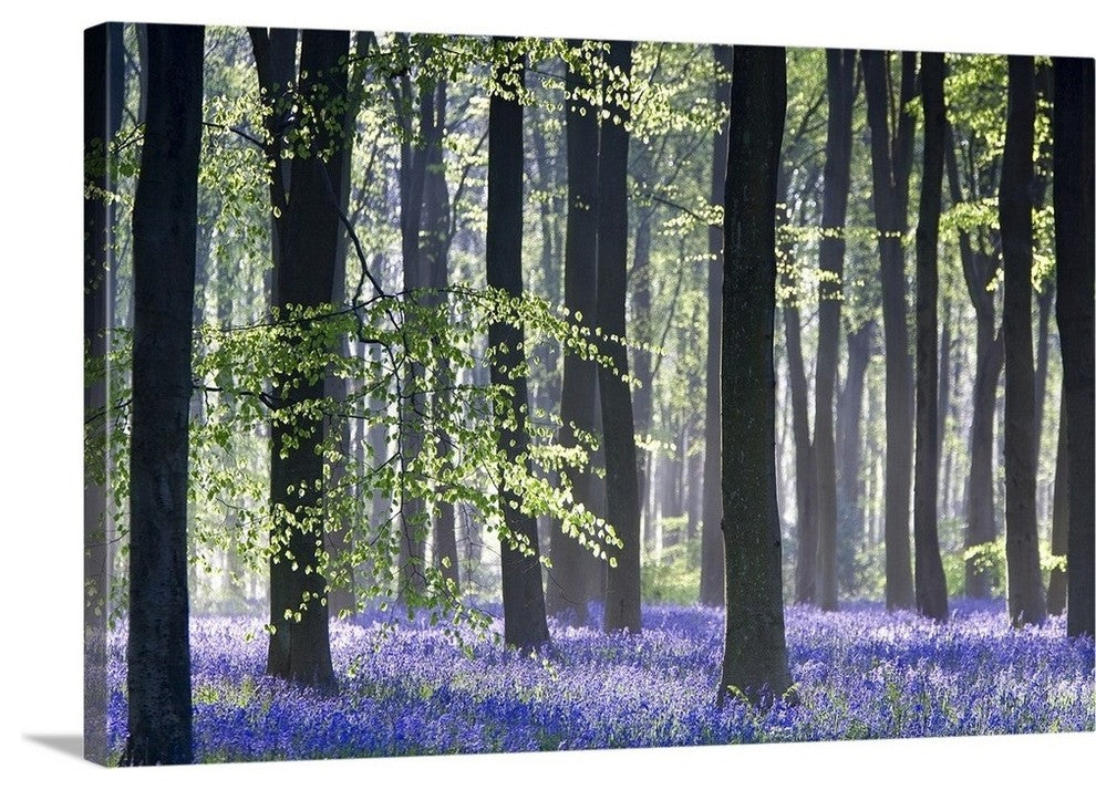 "Bluebell Vision" Wrapped Canvas Art Print, 48"x32"x1.5"