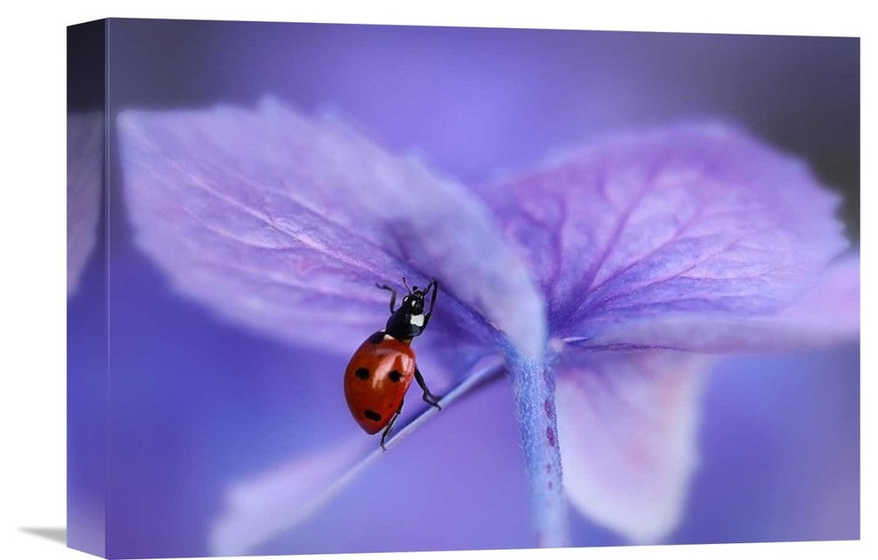"Ladybird On Purple Hydrangea" Canvas Giclee by Ellen Van Deelen, 16"x11"