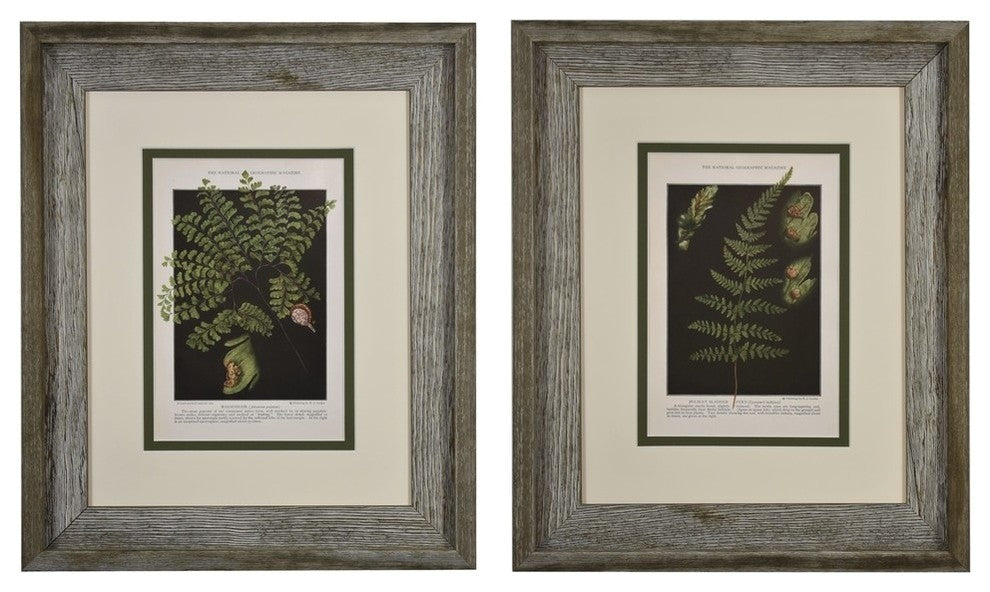 Original Vintage 1925 Botanical Fern Framed Prints, Set of 2