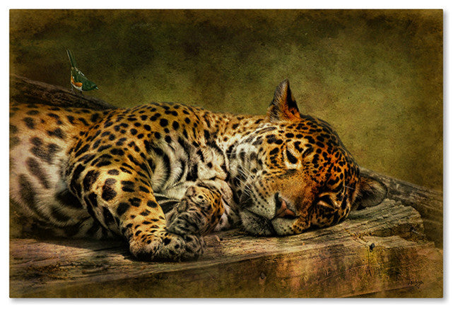 'Wake Up, Sleepyhead' Canvas Art by Lois Bryan