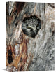 "Boreal Owl In Tree Cavity In The Winter, Alaska" Artwork, 12" x 18"