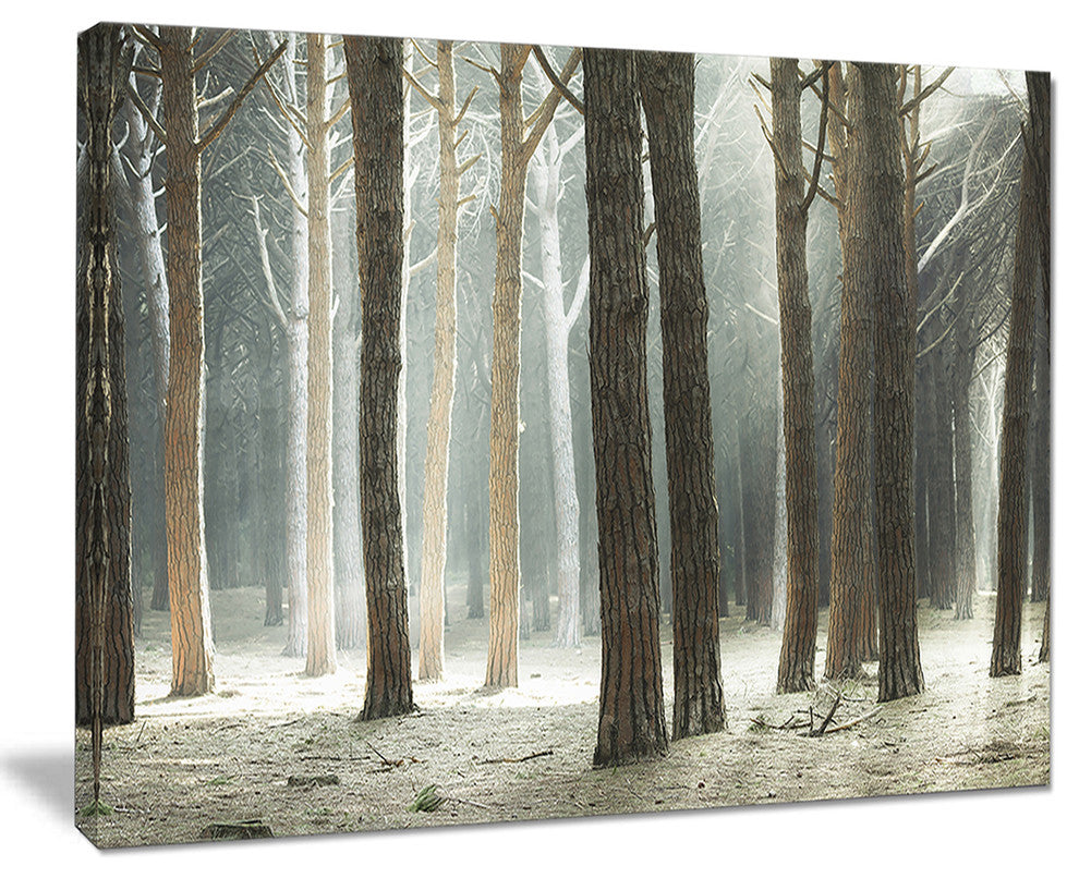 "Maritime Pine Tree Forest With Rays" Forest Wall Art, 20"x12"