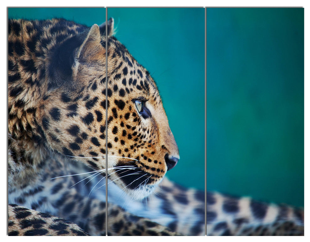 Vigilant Leopard Close Up View, African Canvas Art Print, 36x28, 3 Panels