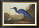 "Blue Crane Or Heron" Framed Canvas Giclee by John James Audubon, 30x22"