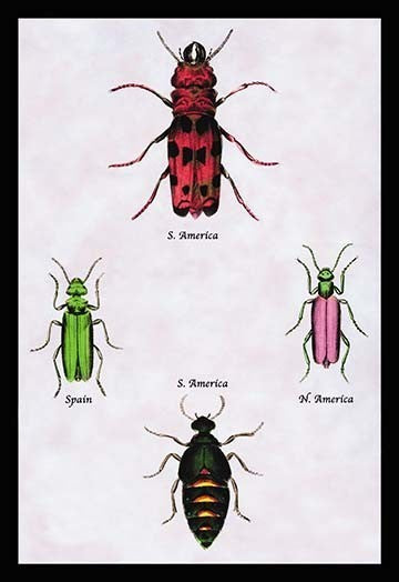 Beetles from North and South America and Spain #1- Paper Poster 20" x 30"