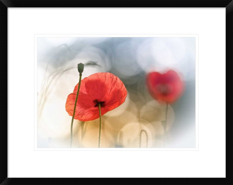 "Morning Poppies" Framed Digital Print by Steve Moore, 24"x19"