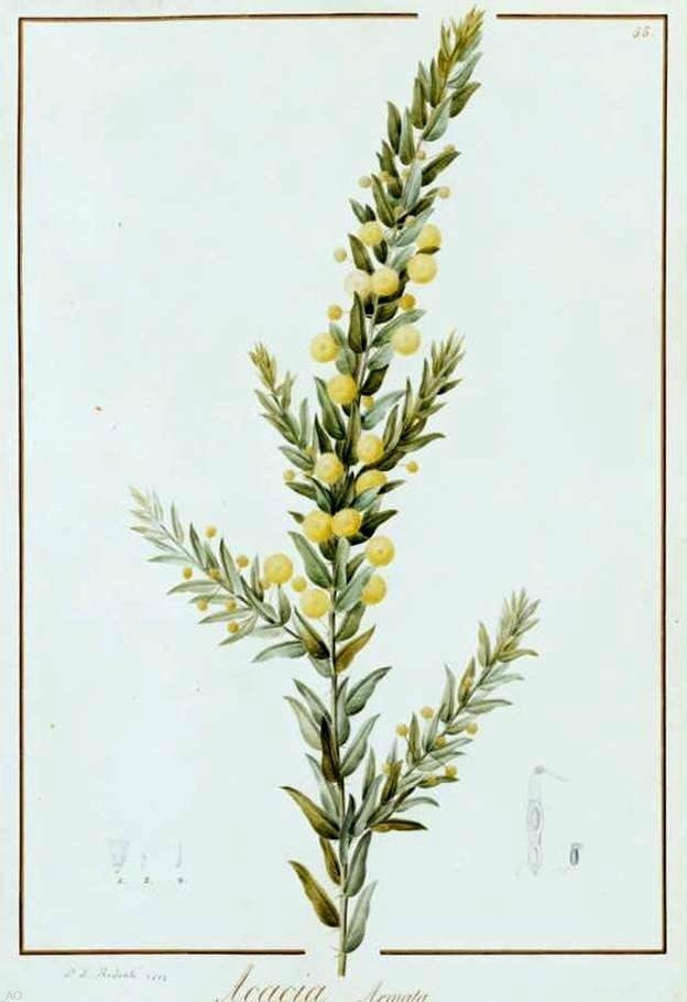 Pierre-Joseph Redoute Acacia Armata, 18"x27" Wall Decal Print