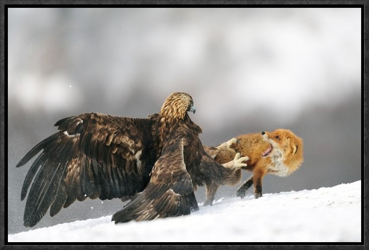 "Golden Eagle And Red Fox" Framed Canvas Giclee by Yves Adams, 19x13"