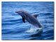 Ready2hangart Christopher Doherty Photography ''Dolphin'' Canvas Wall Art
