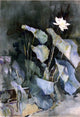Ralph Wormsley Curtis White Lotus, Gallery Wrapped Canvas Print, 18"x27"
