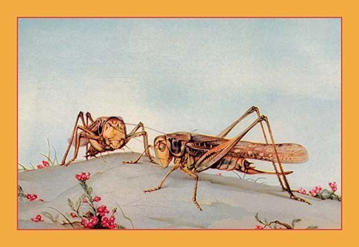 The White-Faced Decticus - Fine Art Giclee Print 24" x 36"