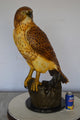 Hawk Bronze Statue standing on Stump on Marble -  Size: 12"L x 15"W x 29"H.