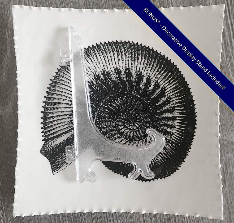 Decorative Tray with Display Stand with Nautilus Shell in Black & White, Medium
