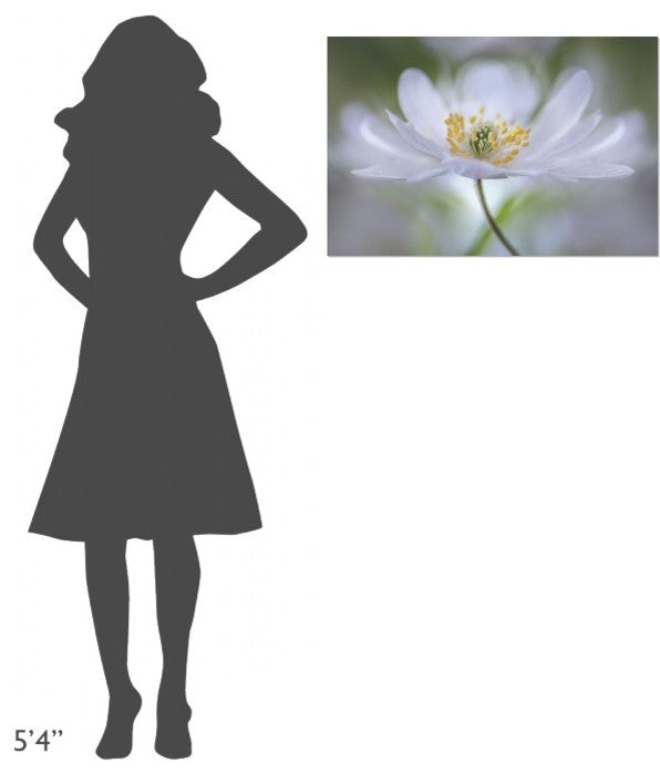 "Nemorosa Nirvana" Stretched Canvas Giclee by Mandy Disher, 30"x20"