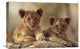 "African Lion Cubs, Hwange National Park, Zimbabwe, Africa" Artwork
