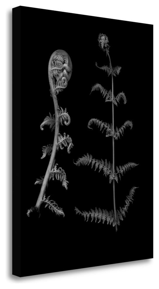"Floral B - W - 23" By Alan Blaustein, Giclee Print on Gallery Wrap Canvas