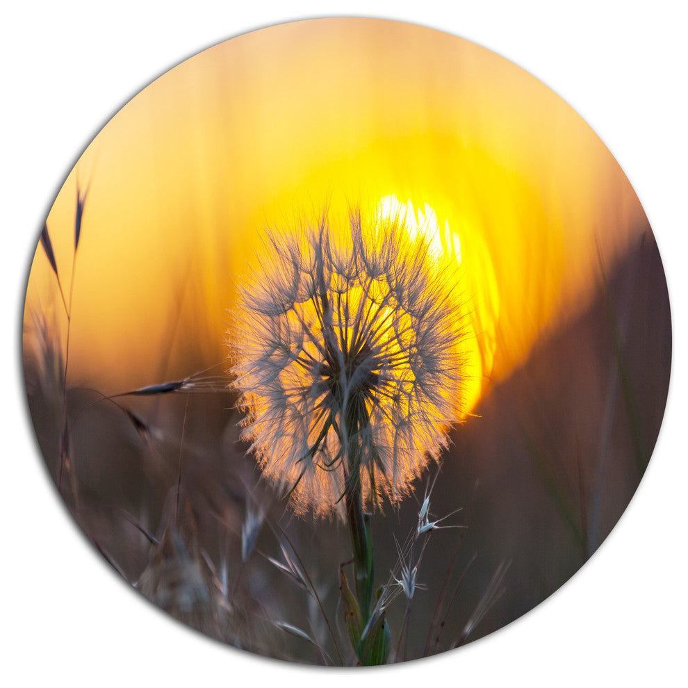 Stunning Dandelion View At Sunset, Flower Disc Metal Artwork, 23"