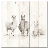 All The Llamas 16x16 Canvas Wall Art