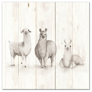 All The Llamas 16x16 Canvas Wall Art