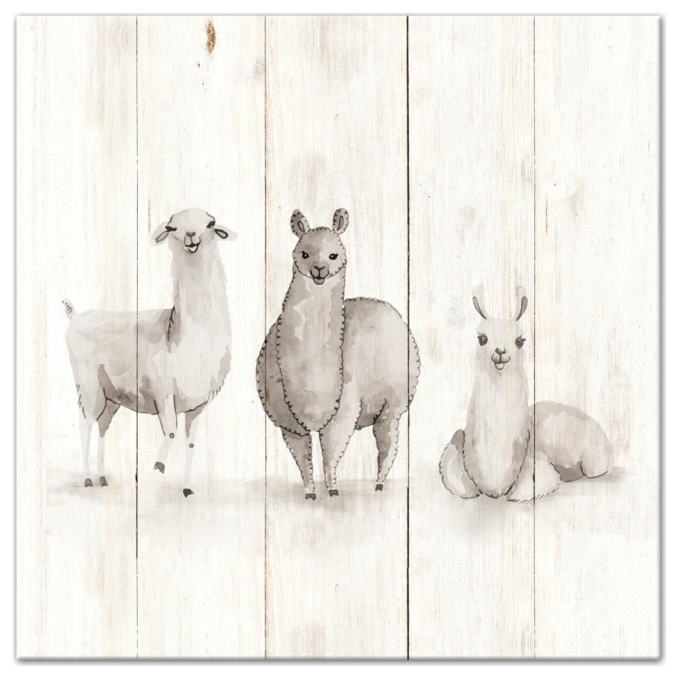 All The Llamas 16x16 Canvas Wall Art