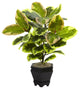 22" Variegated Rubber Leaf Plant With Wood Planter, Green