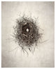 "Nest I" Digital Paper Print by Debra Van Swearingen, 30"x37"