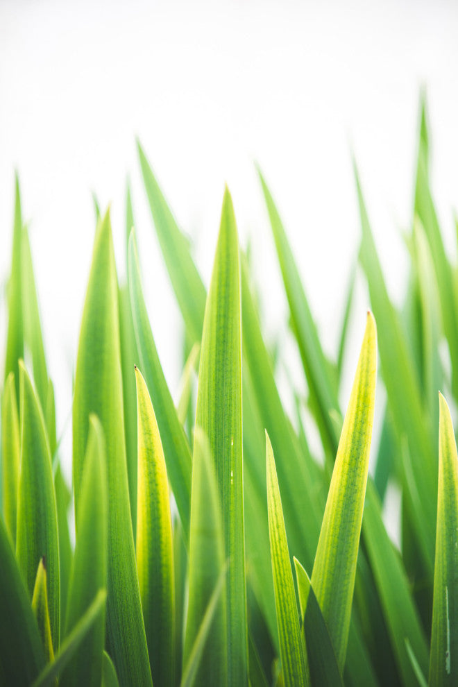 Blades of Green No. 2 - 72 x 48 by Sonja Quintero