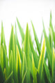 Blades of Green No. 2 - 72 x 48 by Sonja Quintero