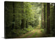 "La foret de Carnoet en Bretagne" Wrapped Canvas Art Print, 24"x16"x1.5"