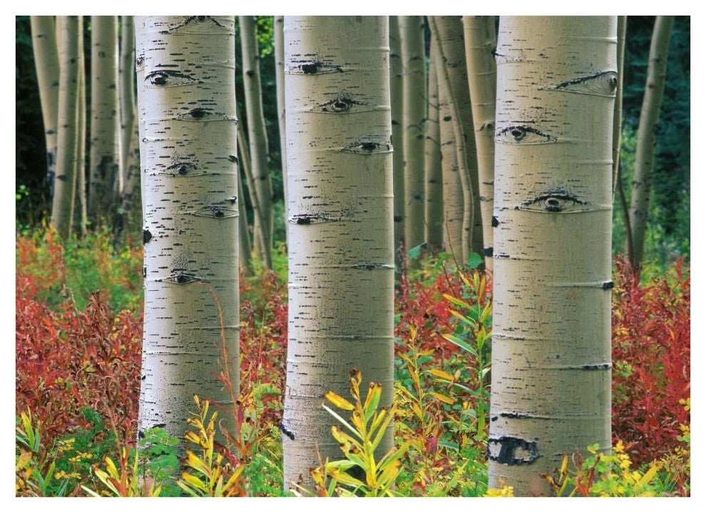 "Aspen trunks, Colorado" Digital Paper Print by Tim Fitzharris, 38"x28"