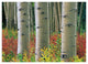 "Aspen trunks, Colorado" Digital Paper Print by Tim Fitzharris, 38"x28"
