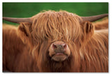 "Yak" by Robert Harding Picture Library, Canvas Art, 16"x24"