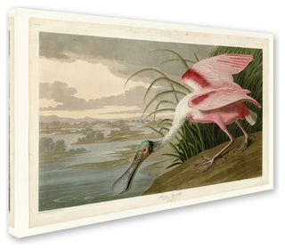 John James Audobon 'Roseate Spoonbill' Canvas Art, 24x16