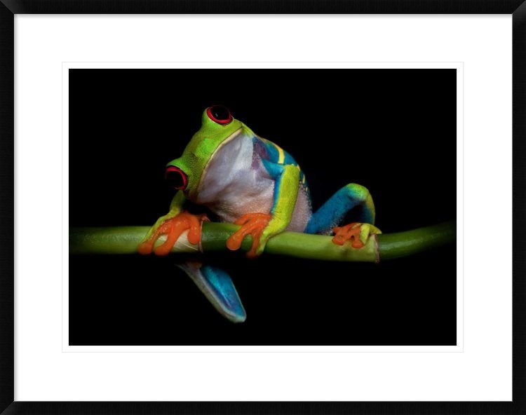 "Curiosity" Framed Digital Print by Ferdinando Valverde, 30x23"